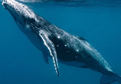 Gigantes dos mares: baleias‑jubarte encantam no litoral norte de SP