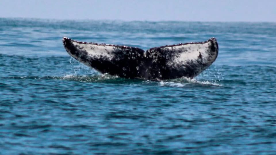 Melina foi a primeira baleia jubarte identificada na Temporada 2024 de avistamento de cetáceos em Ilhabela. Identificação foi feita por Marcos Cará, da Maremar Turismo